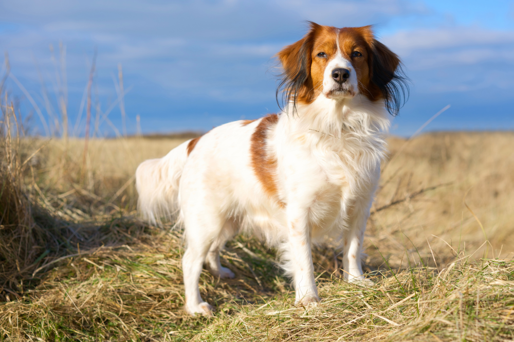 Hundförsäkring för Nederlandse Kooikerhondje