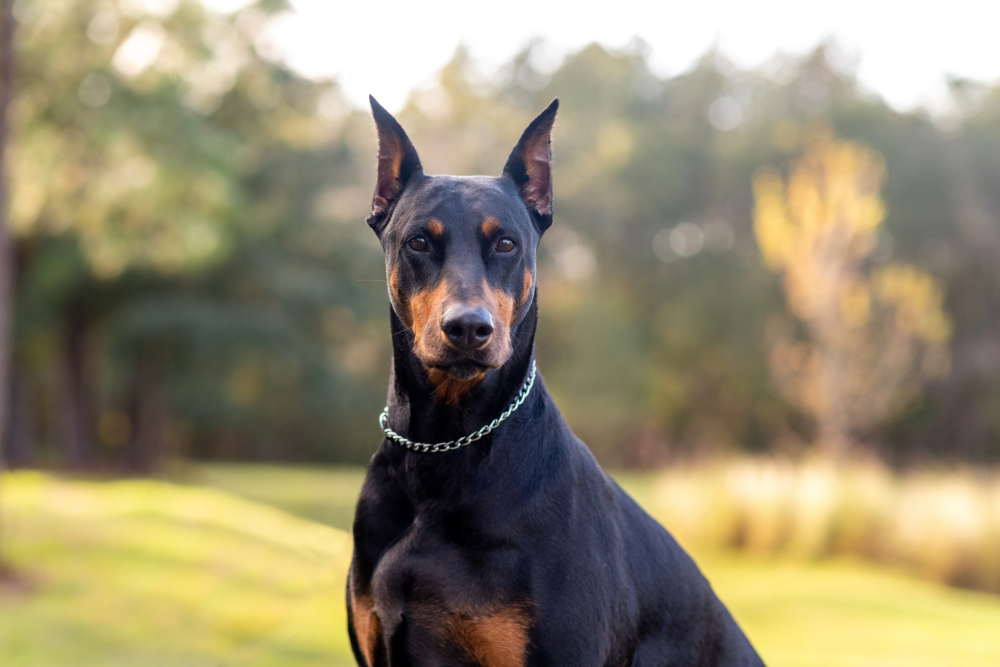 Hundförsäkring för Dobermann