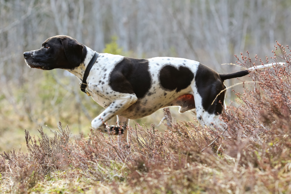 Hundförsäkring för Pointer