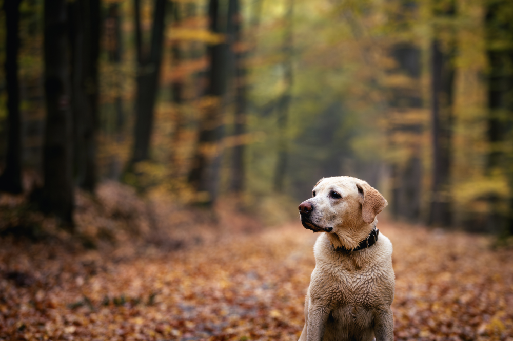 Hundförsäkring för Labrador Retriever