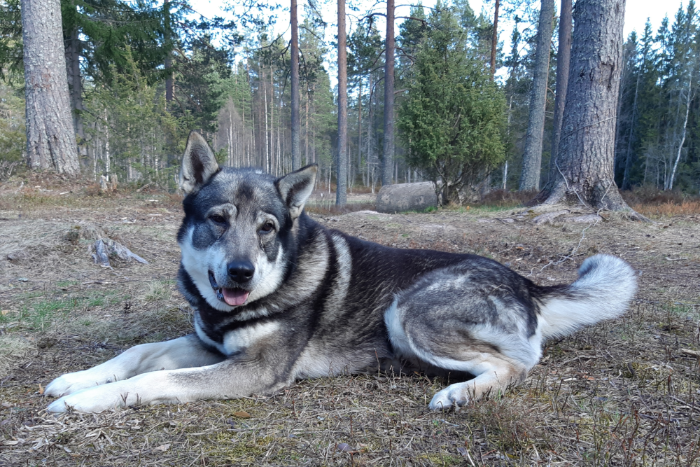 Hundförsäkring för Jämthund