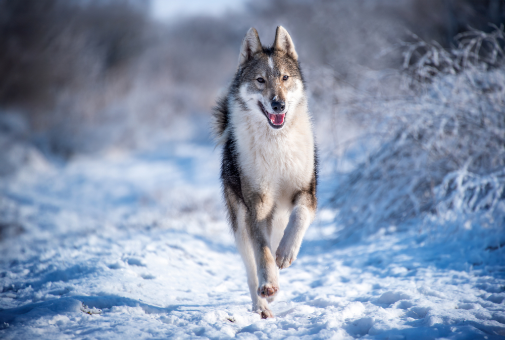 Hundförsäkring för Östsibirisk Laika