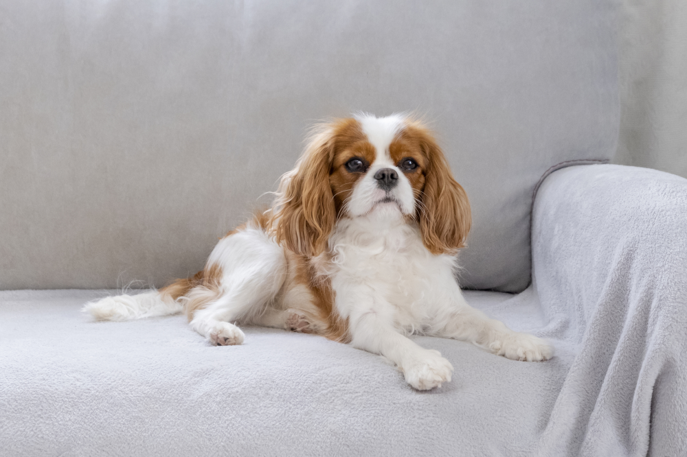 Hundförsäkring för Cavalier King Charles Spaniel