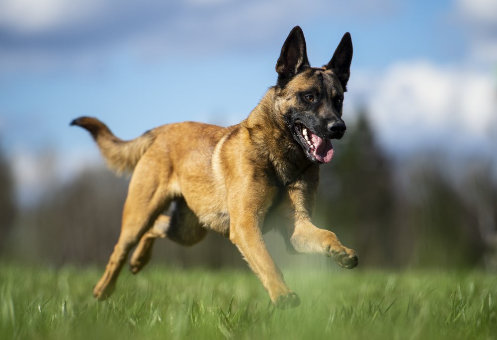 Hundförsäkring för Belgisk Vallhund