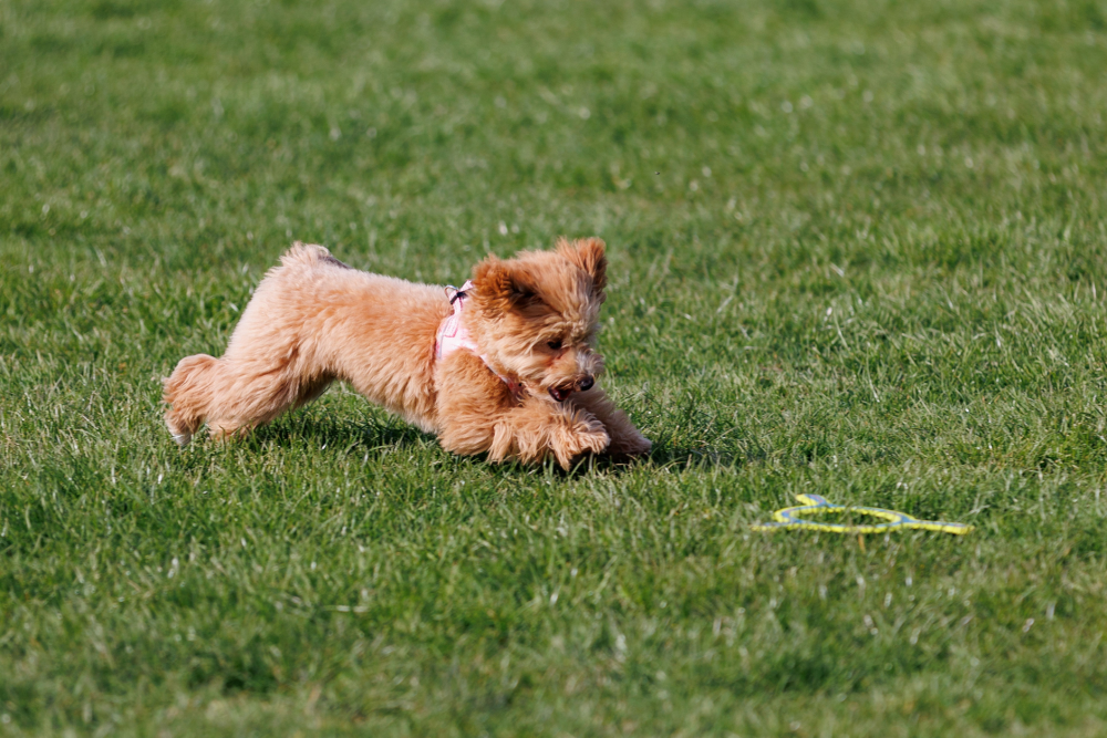 Hundförsäkring för Irish Softcoated Wheaten Terrier