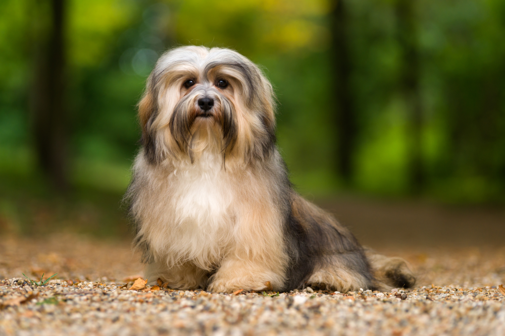 Hundförsäkring för Bichon Havanais
