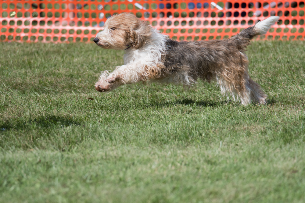 Hundförsäkring för Petit Basset Griffon Vendéen