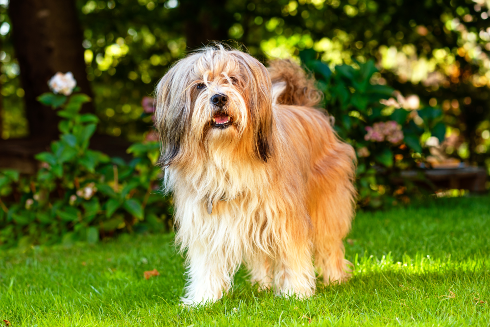 Hundförsäkring för Tibetansk Terrier