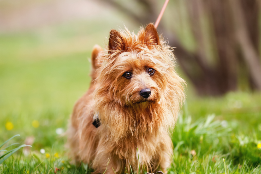 Hundförsäkring för Australisk Terrier