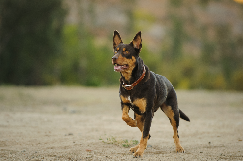 Hundförsäkring för Australian Kelpie
