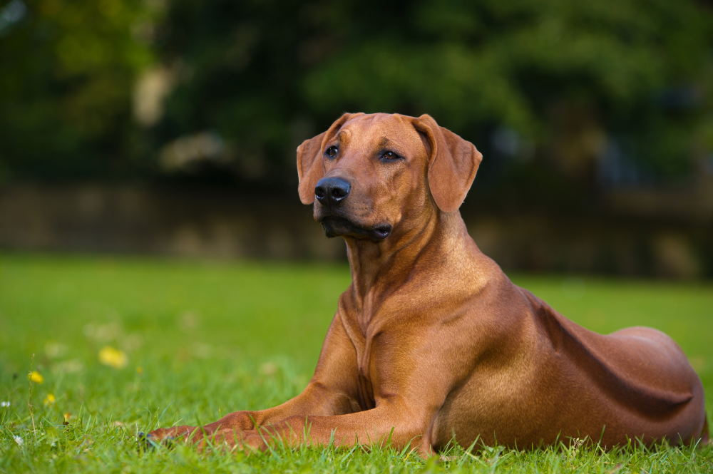 Hundförsäkring för Rhodesian Ridgeback