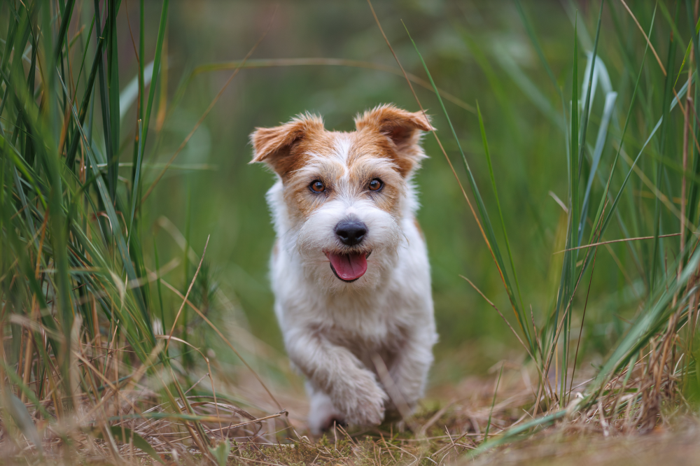 Hundförsäkring för Jack Russell Terrier