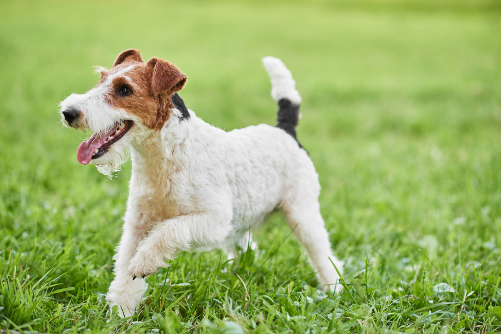 Hundförsäkring för Foxterrier