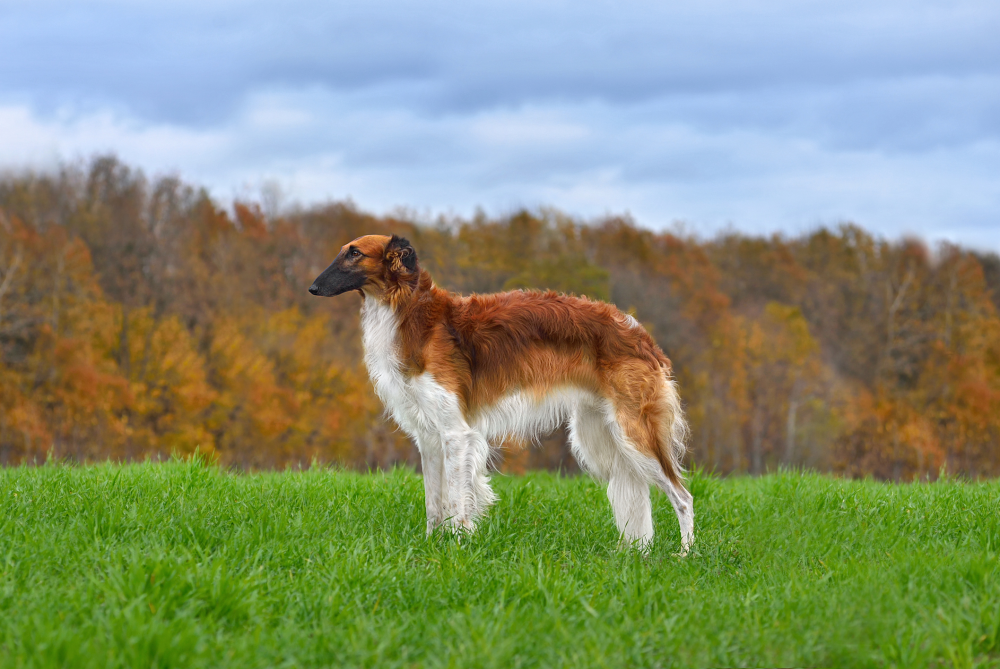 Hundförsäkring för Borzoi