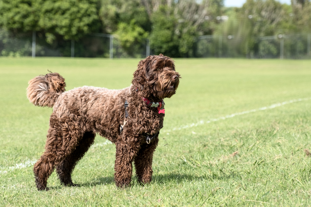 Hundförsäkring för Labradoodle