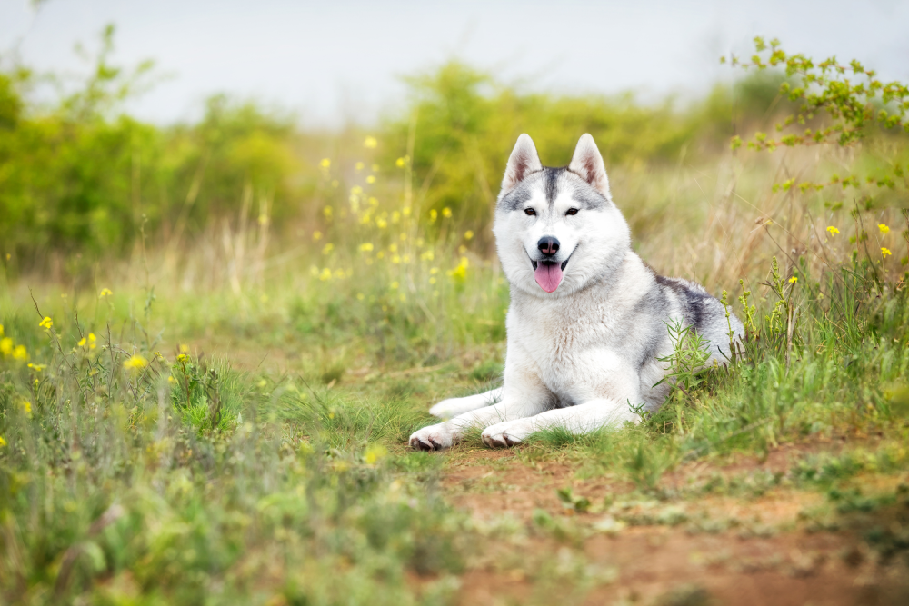 Hundförsäkring för Siberian Husky