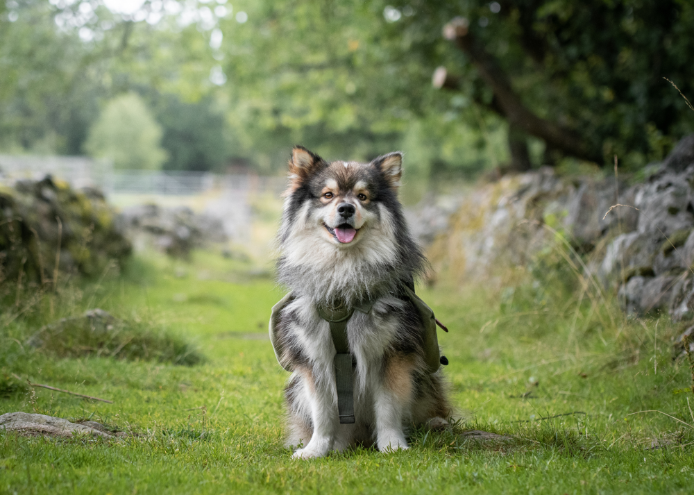 Hundförsäkring för Finsk Lapphund