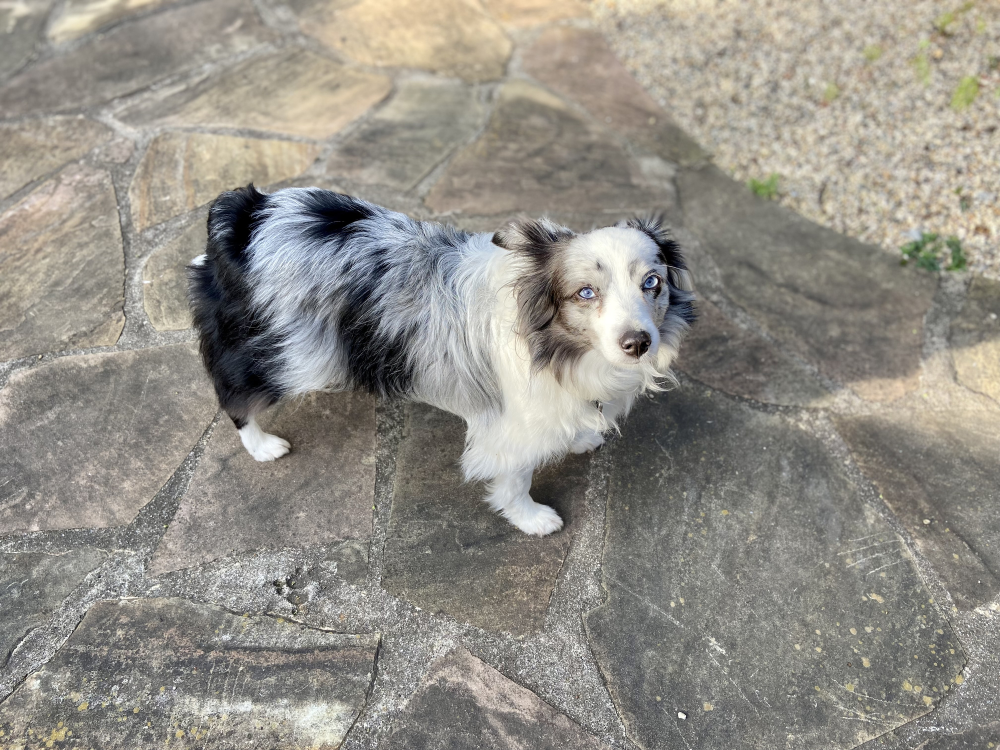 Hundförsäkring för Miniature American Shepherd