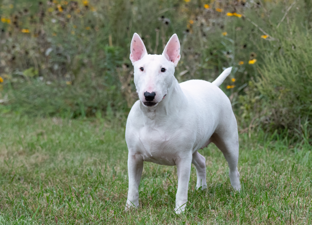 Hundförsäkring för Bullterrier