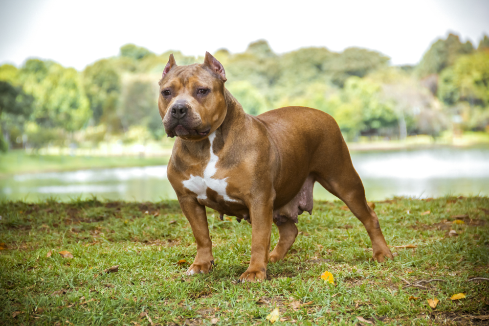 Hundförsäkring för American Staffordshire Terrier