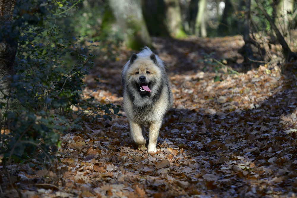 Hundförsäkring för Eurasier