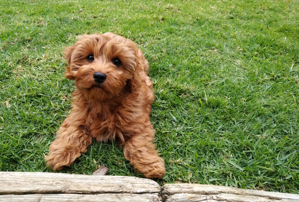 Hundförsäkring för Cavapoo