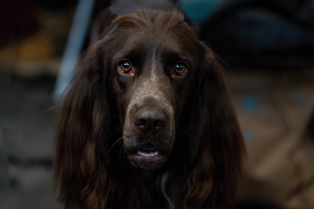 Hundförsäkring för Wachtelhund