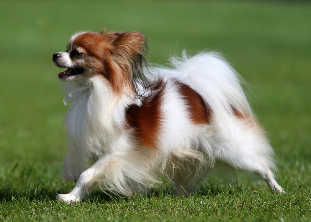 Hundförsäkring för Papillon