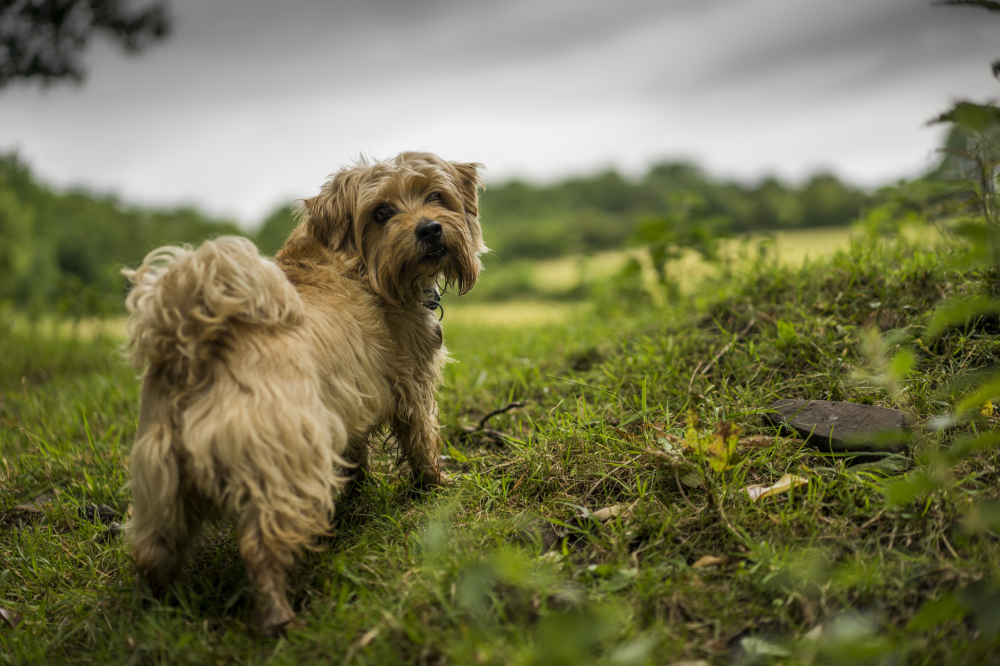 Hundförsäkring för Norfolkterrier